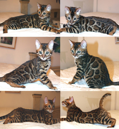Bengal Cat