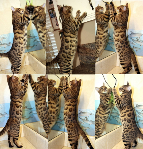 Bengal kittens for sale Rosetted Bengal Kittens