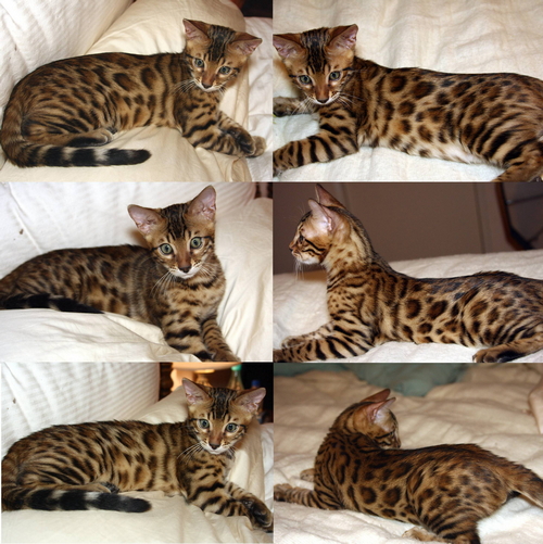 Bengal kittens for sale Bengal Kitten Pictures