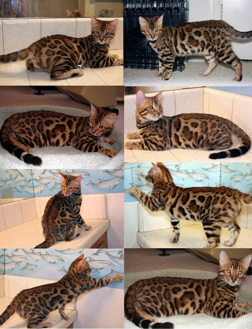 Bengal Kitten