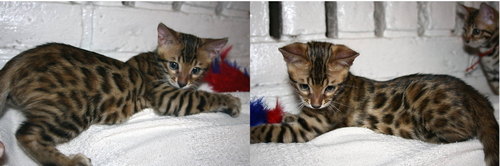 Bengal kittens for sale Bengal Kittens For Sale