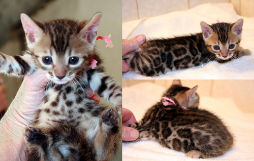 Bengal Cat