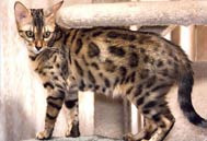Bengal Cat Queen