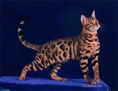 Bengal Cat Stud