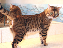 Summermist Bengal Cats