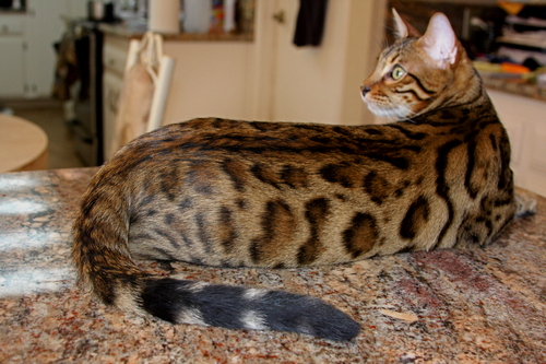 Bengal Kittens For Sale