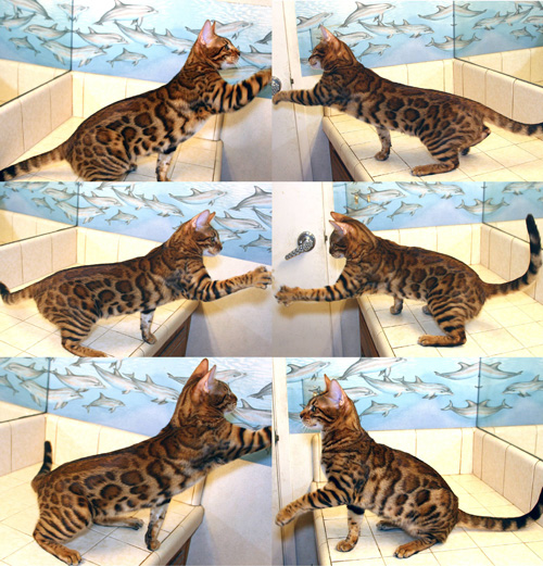 Bengal Kittens