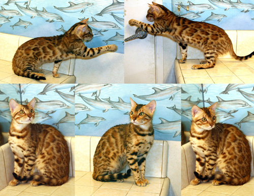 Bengal Kittens