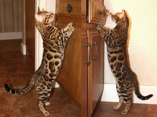 Bengal Kitten