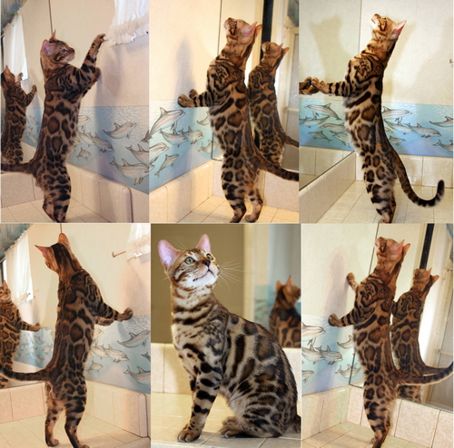 Bengal Kittens For Sale