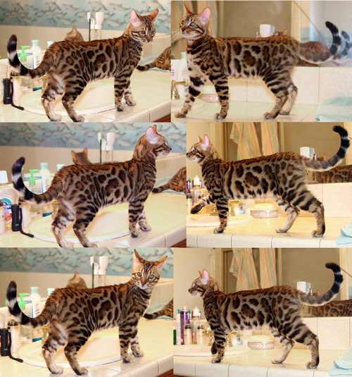 Bengal Cats Pictures
