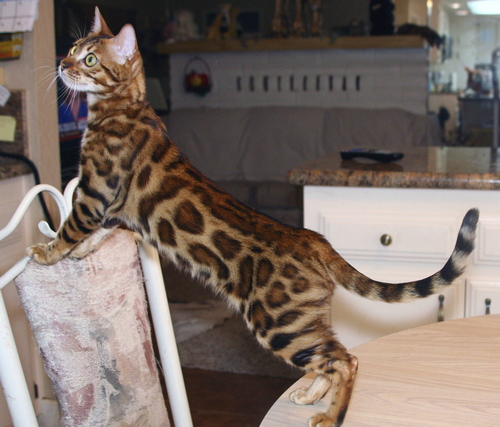 Bengal Cat