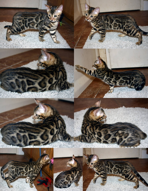 Bengal Cat