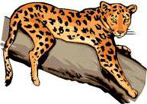 Bengal Cat