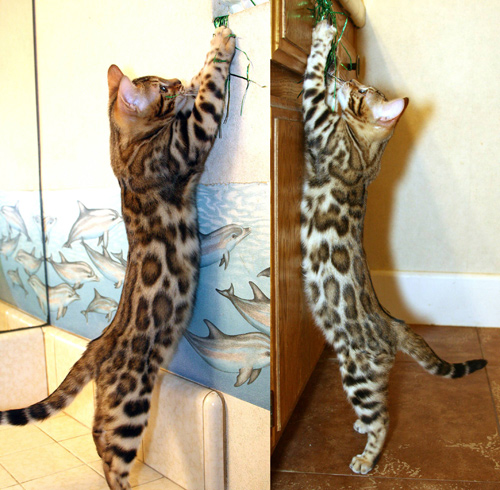 Bengal Kittens