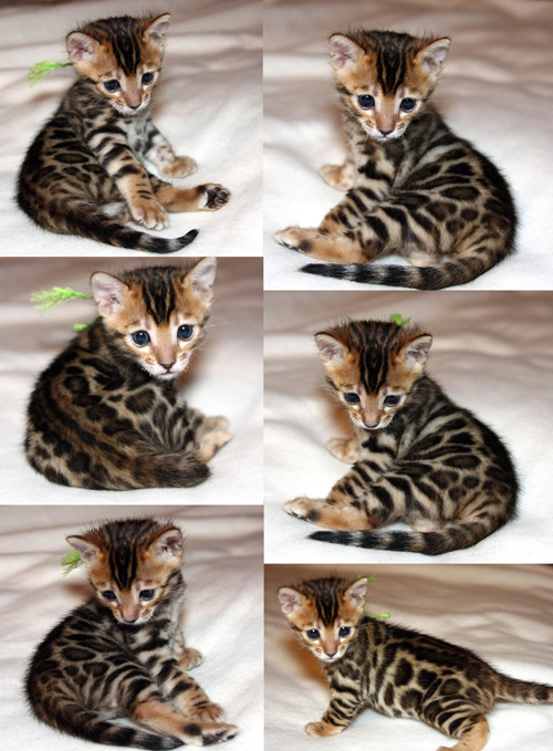 Bengal Cat