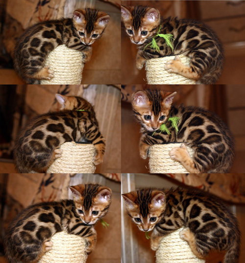 Bengal Cat