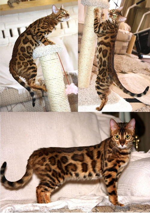 Bengal Cat