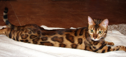 Bengal Cat