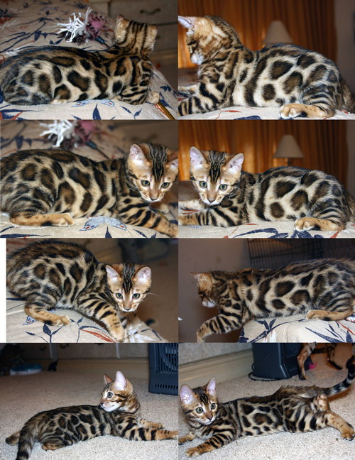 Bengal Cat