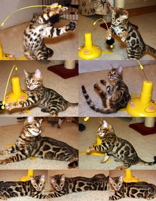 Bengal Cat