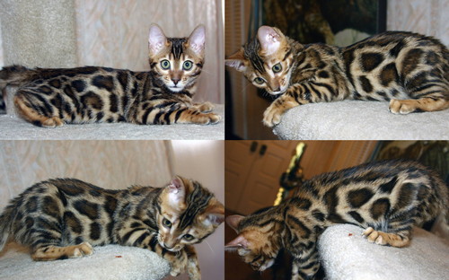 Bengal Cat