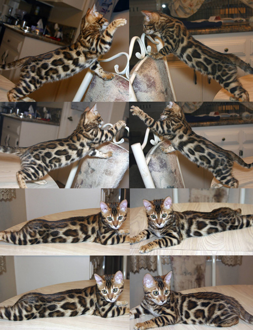 Bengal Cat