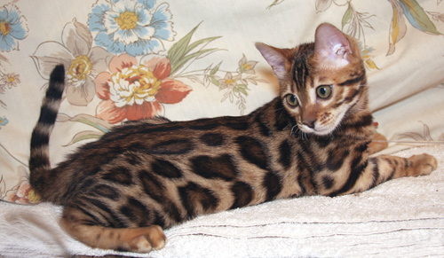 Bengal Cat