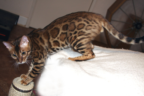 Bengal Cat
