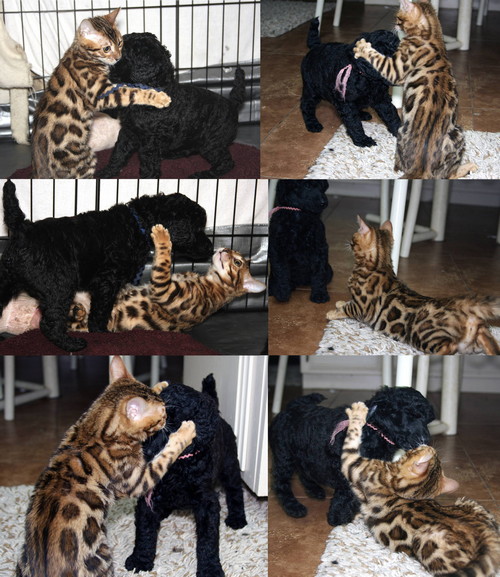 Bengal Cat