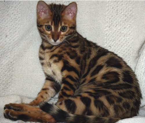 Bengal Cat