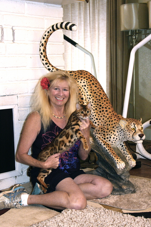Bengal Cat