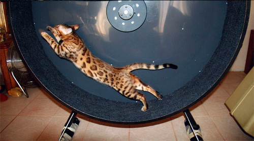 bengal exercise wheel