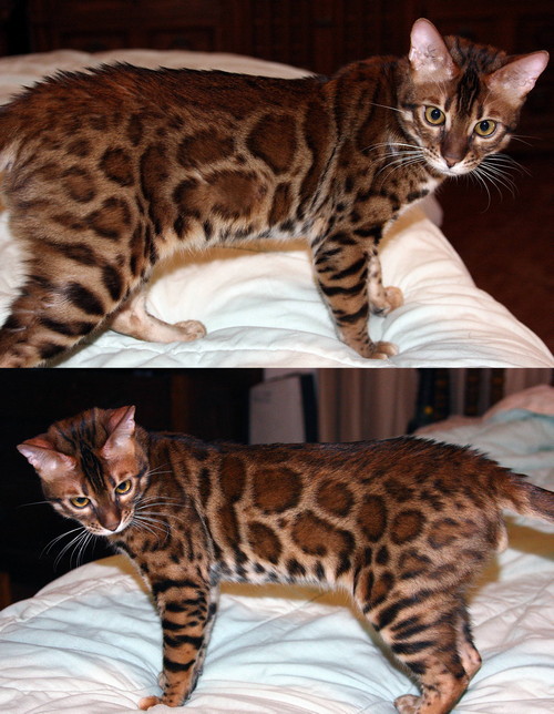 Bengal Cat