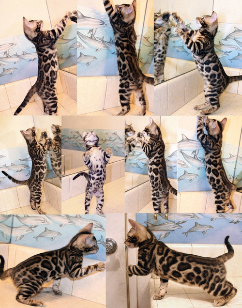 Bengal Cats For Sale Bengal Champion