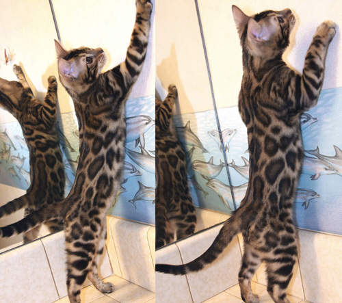 Bengal Cats For Sale Bengal Champion