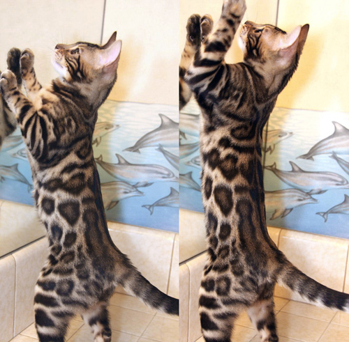 Bengal Cats For Sale Bengal Champion