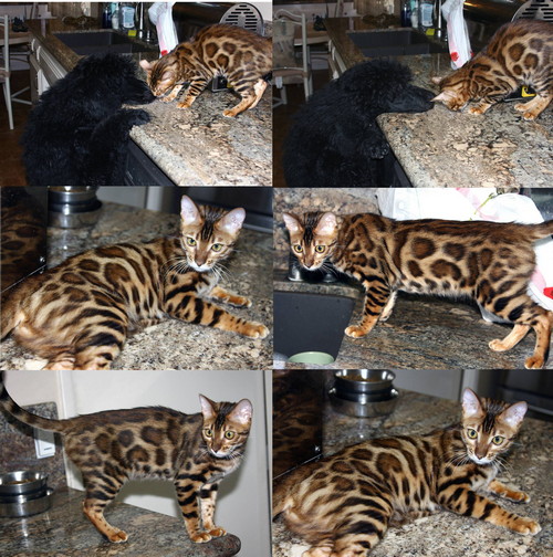 Bengal Cat