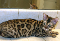 Bengal Cat