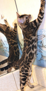 Bengal Cat