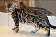 Bengal Cat