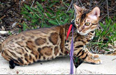 Bengal Cat