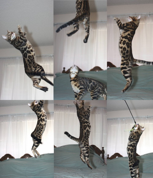 Bengal Cats For Sale Bengal Champion