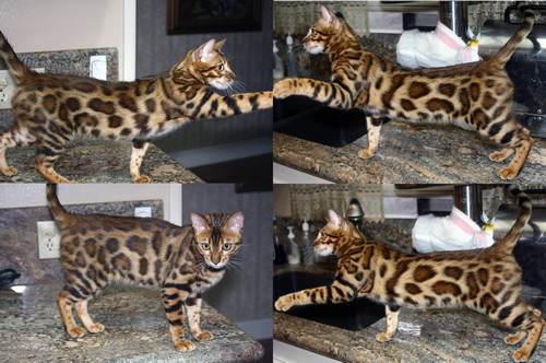 Bengal Cat