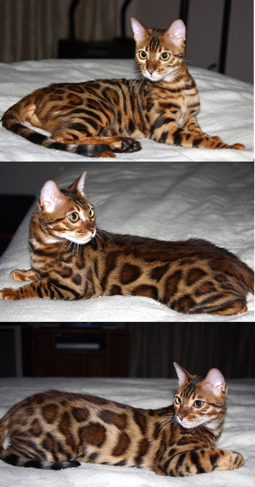 Bengal Cat