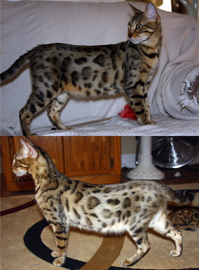 retired bengal breeders for sale