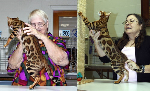 Bengal Cat