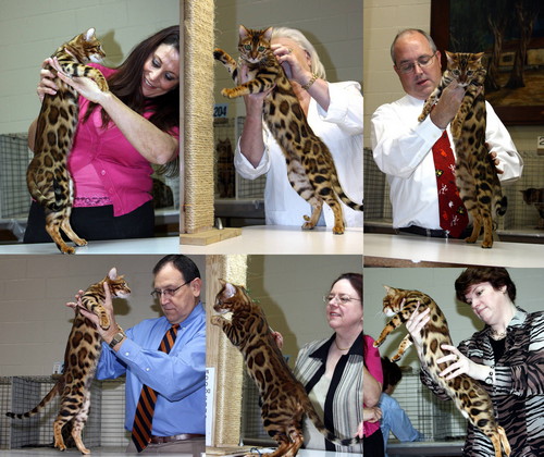 Bengal Cat