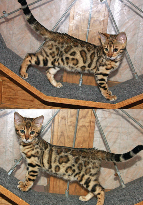 bengal exercise wheel
