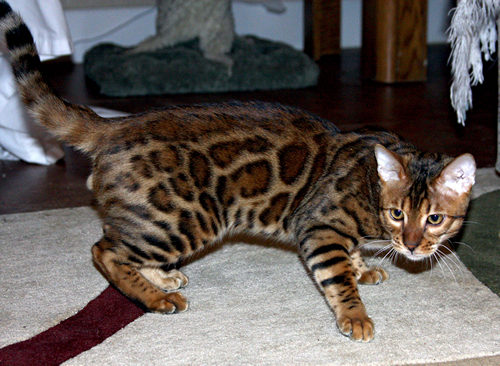 retired bengal breeders for sale